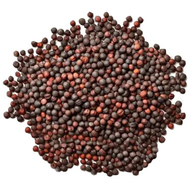 canola.62df6159