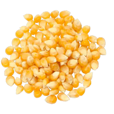 corn.904a2980