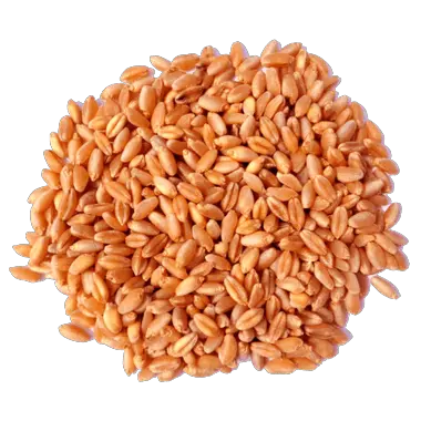 red_wheat.72c2f214